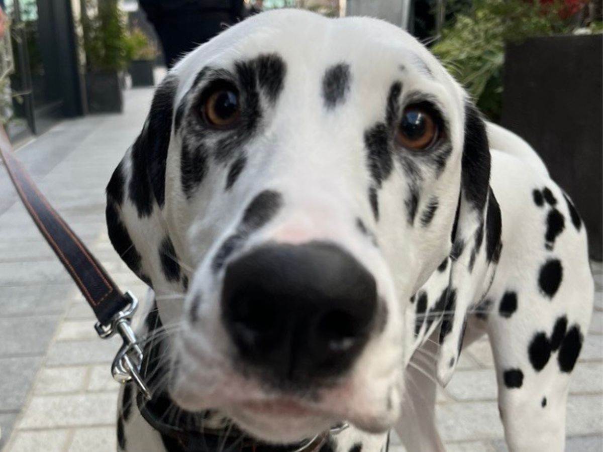Nom d'un chien !