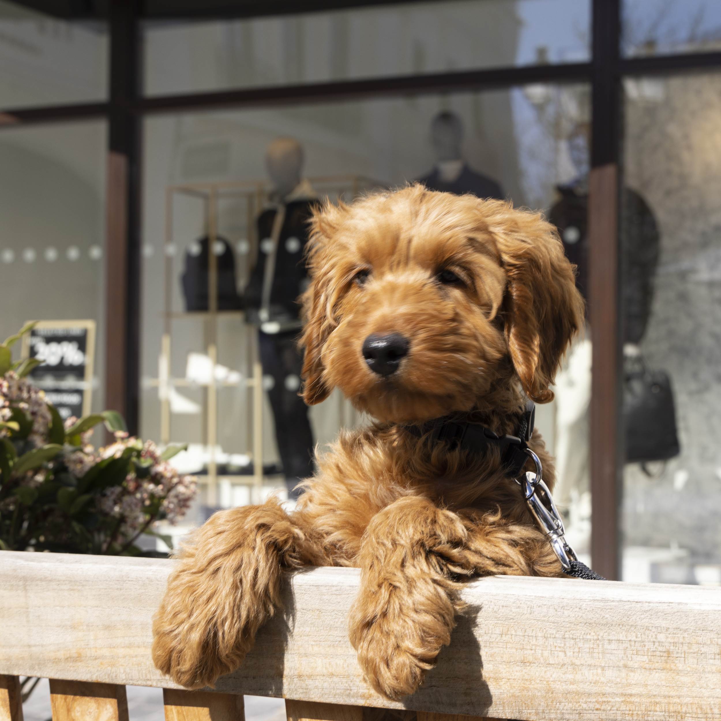 Dog Friendly Stores McArthurGlen West Midlands