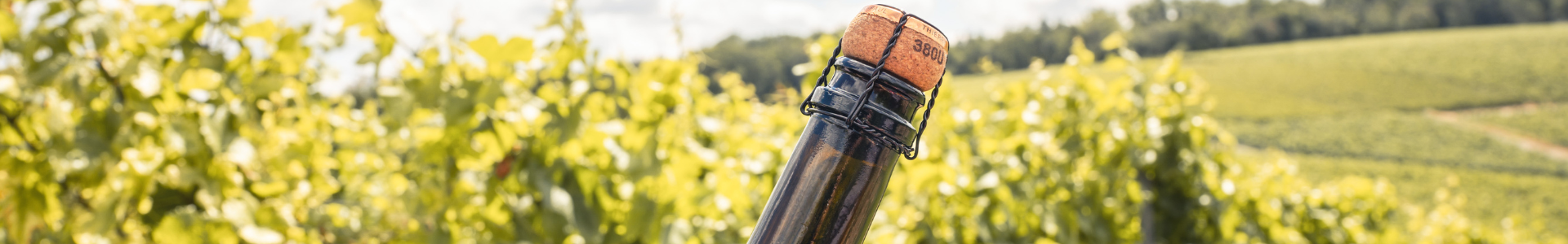 Champagne I McArthurGlen Troyes